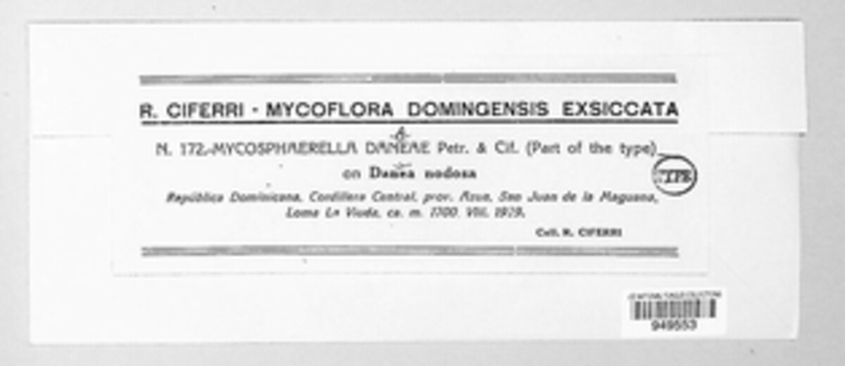 Mycosphaerella danaeae image